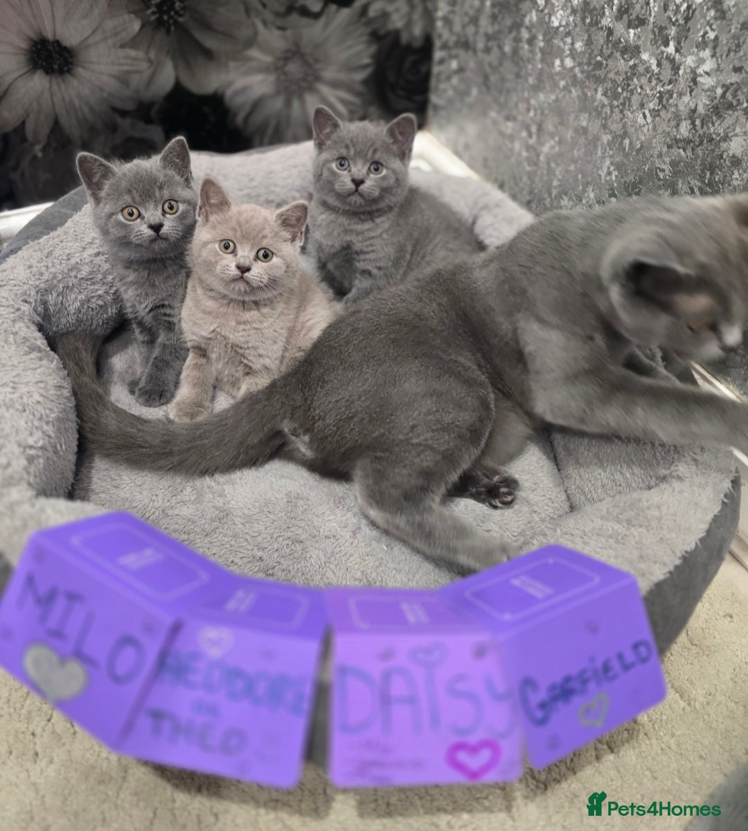 British Shorthair cats 🩷💜Beautiful British shorthair kittens 💜🩷 - Advert 5