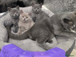 British Shorthair cats 🩷💜Beautiful British shorthair kittens 💜🩷 - Advert 4