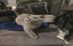 British Shorthair cats for sale: 1 FEMALE LEFT BRITISH SHORTHAIR KITTENS  - Image 2