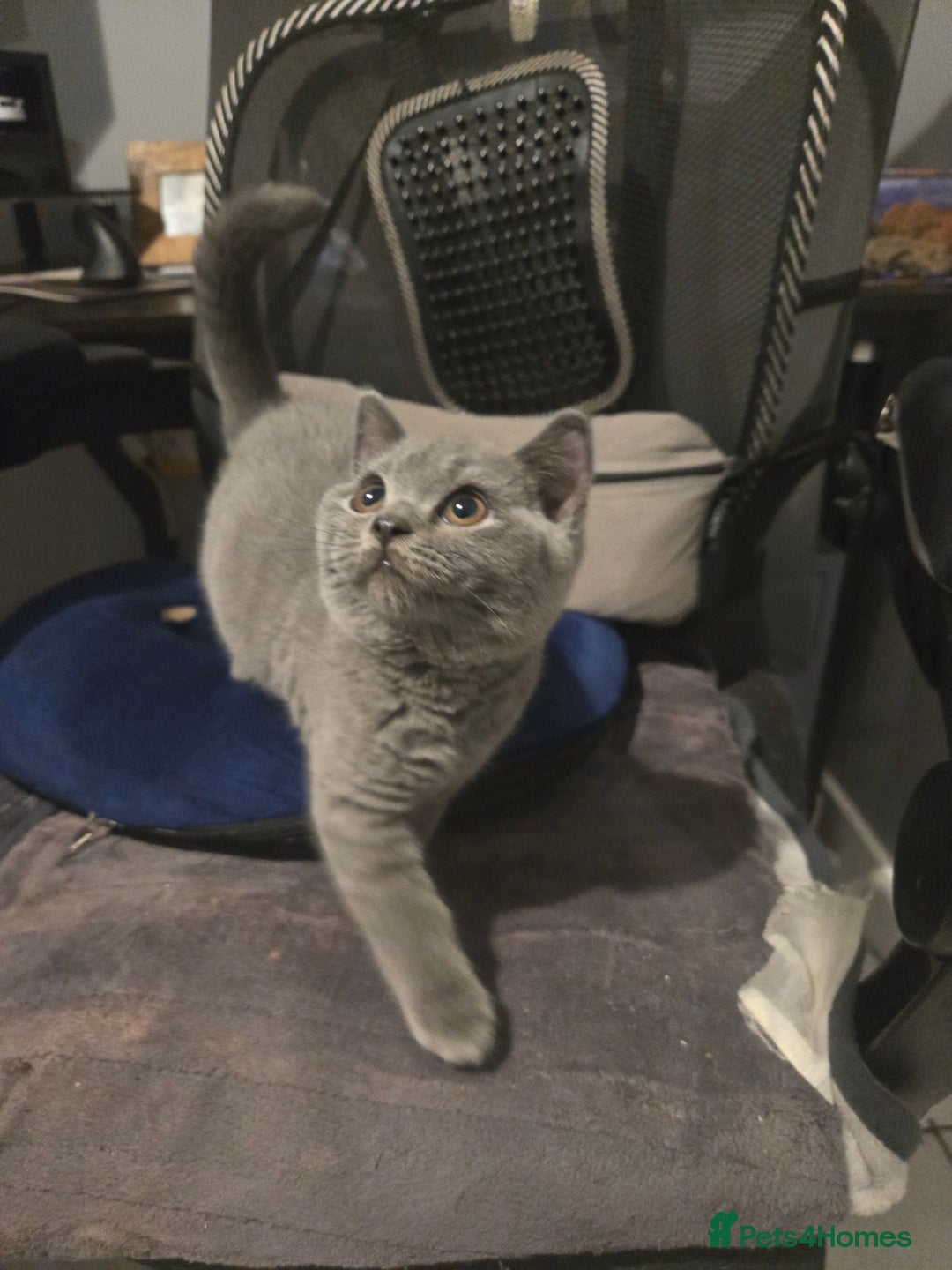 British Shorthair cats for sale: 1 FEMALE LEFT BRITISH SHORTHAIR KITTENS  - Image 2