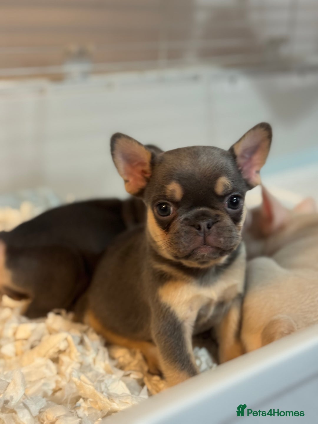 French Bulldog dogs for sale: Beautiful Litter Of Husky French Bulldogs - Advert 13