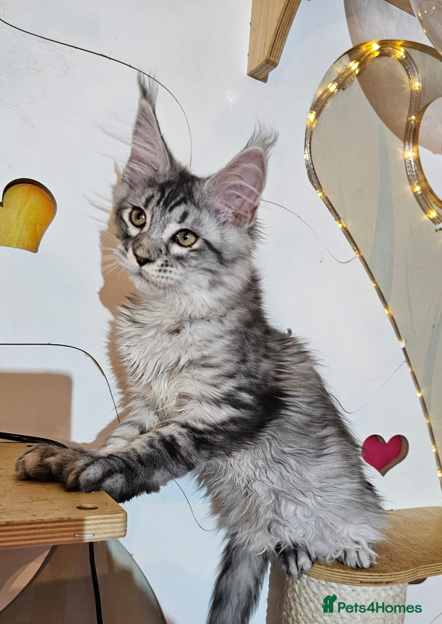 Maine Coon cats BEAUTIFUL MAINE COON KITTENS FOR SALE - Advert 1