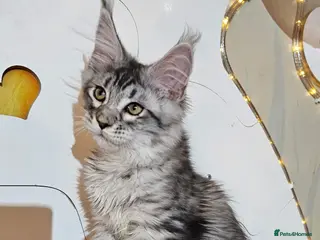 Maine Coon cats BEAUTIFUL MAINE COON KITTENS FOR SALE - Advert 7