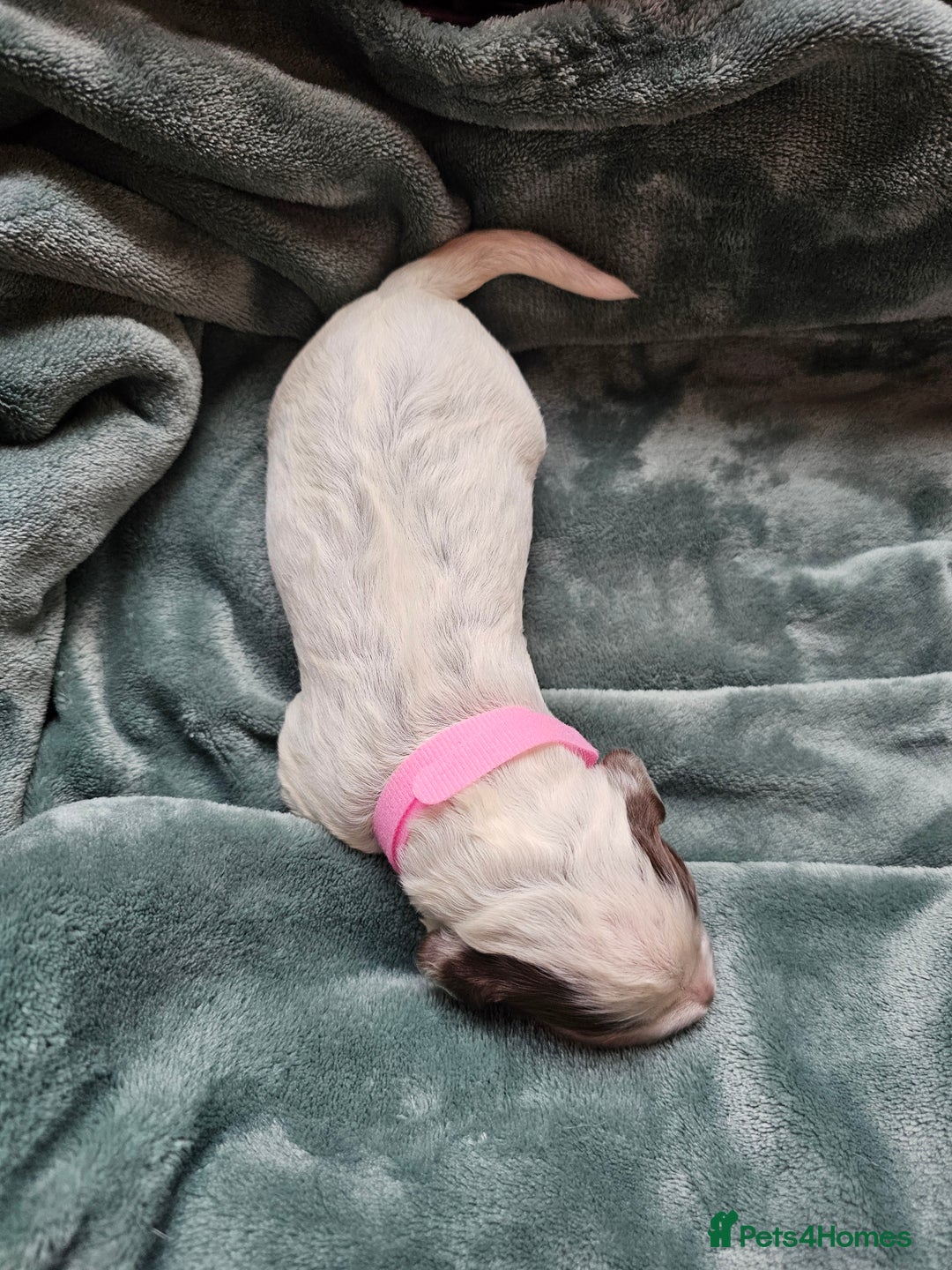 Cocker Spaniel dogs for sale: Chocolate roan working cocker spaniel puppies  - Image 11