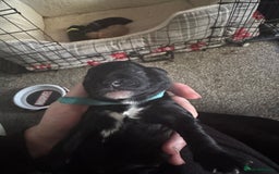 Cockapoo dogs for sale: Cockerpoo pups - Image 6