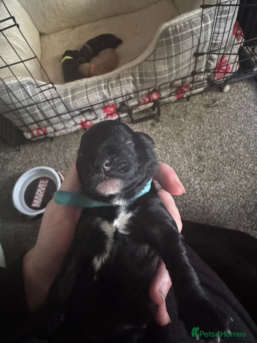 Cockapoo dogs for sale: Cockerpoo pups - Image 6