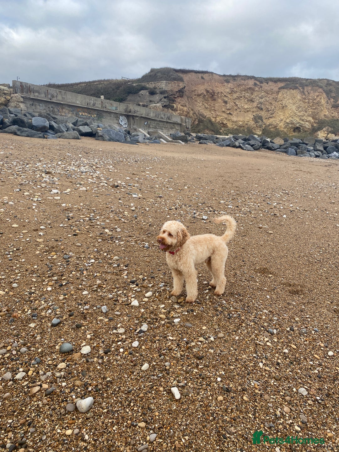 Cockapoo dogs for stud: Rufus - Advert 2