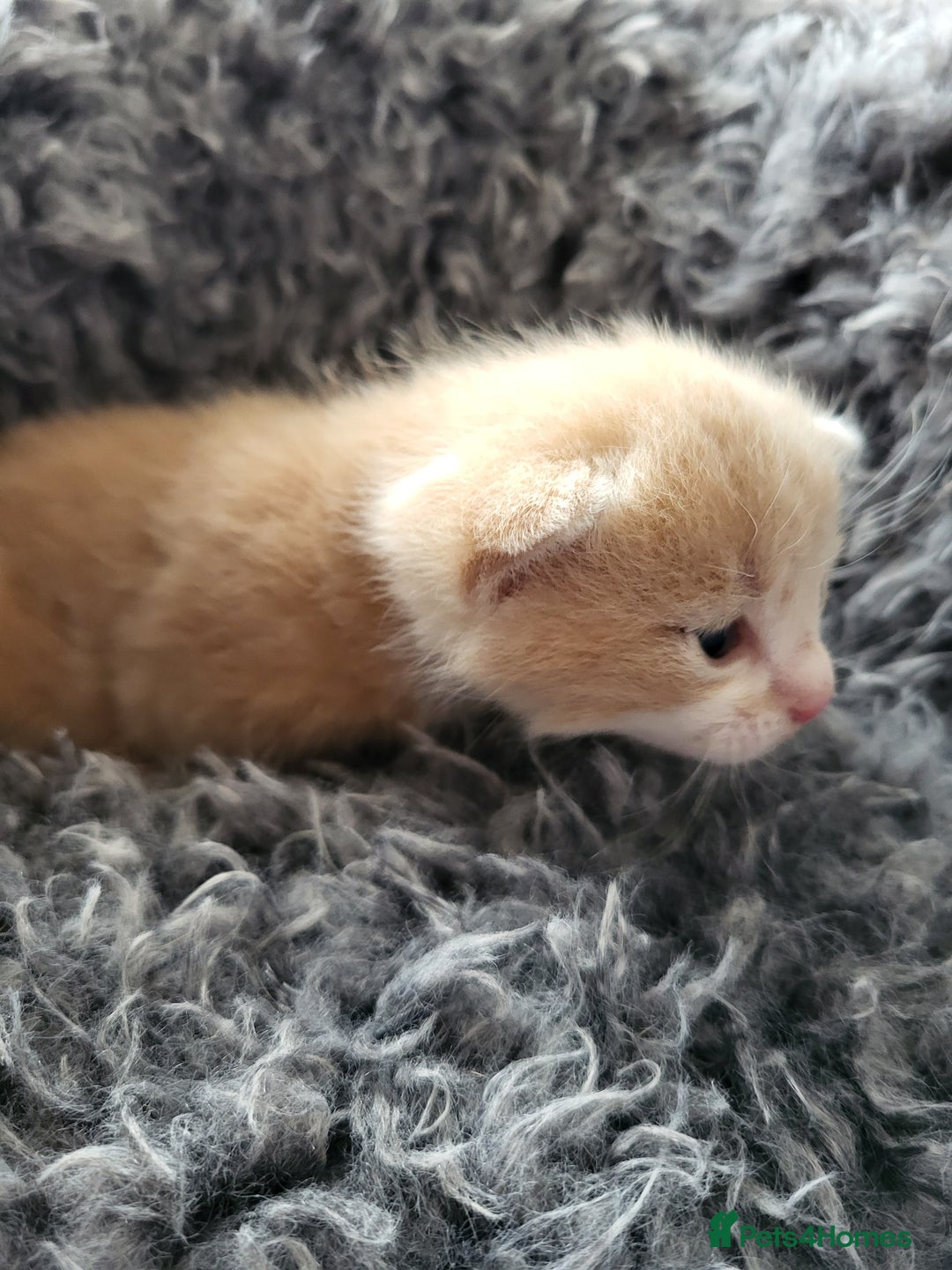 Mixed Breed cats for sale: 3 adorable kittens are looking for loving homes  - Advert 5