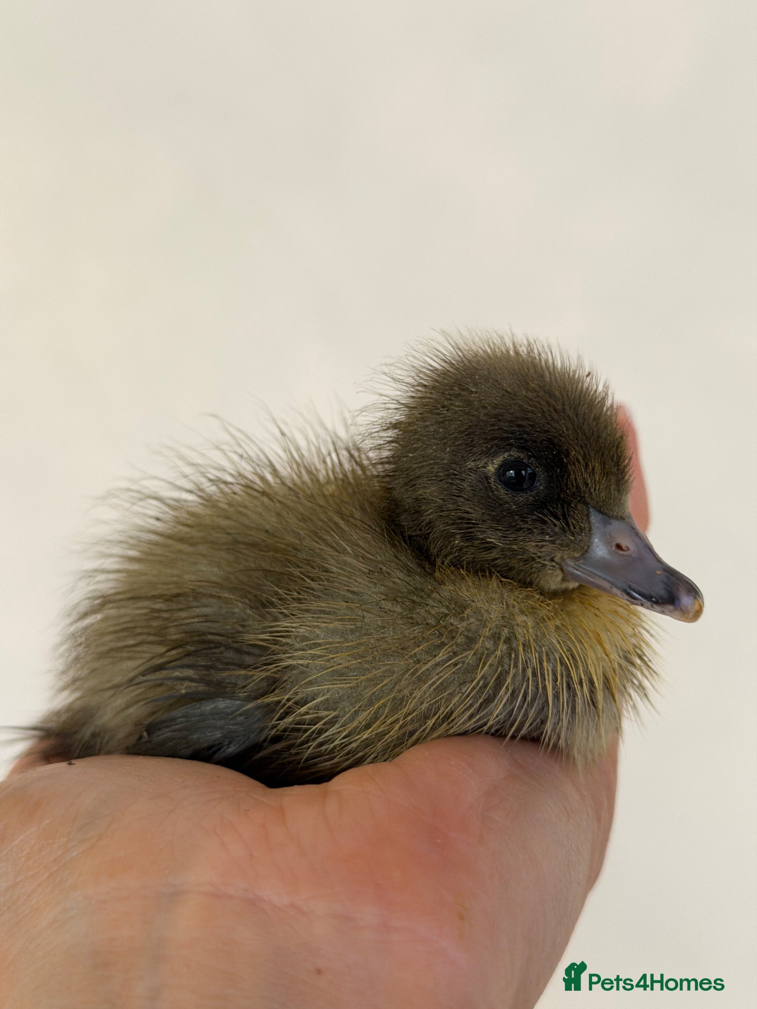 Ducks poultry Day old runner ducklings  - Advert 6