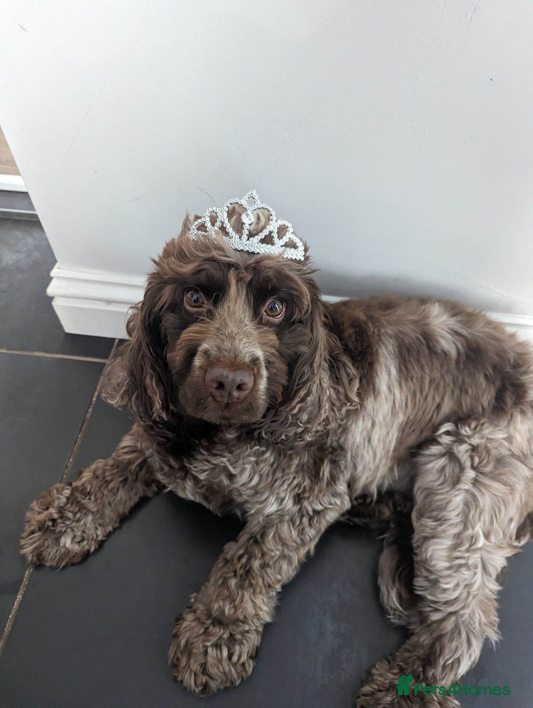 Cocker Spaniel dogs for sale: Cherry - 7 year old cocker spaniel  - Advert 3