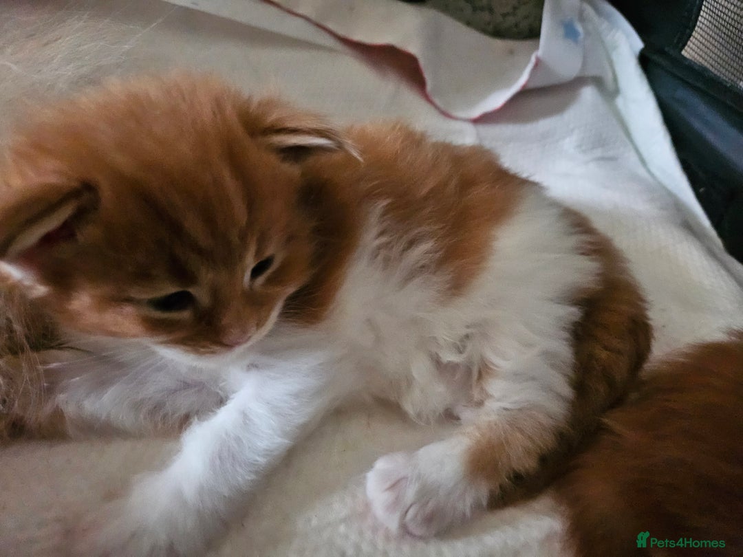 Maine Coon cats for sale: ARIODREAMMAINECOON  - Advert 15