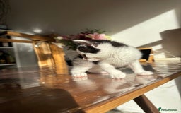 Mixed Breed cats for sale: 5 Beautiful Kittens looking for forever home 💕 - Image 3
