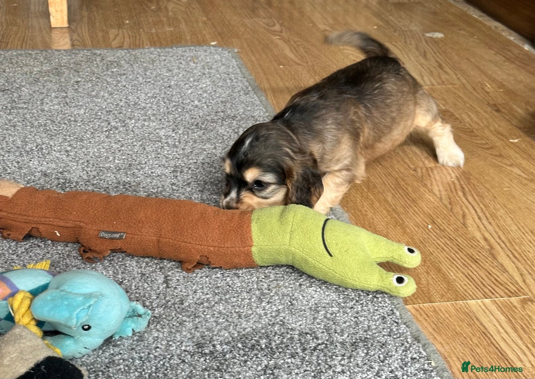 Cocker Spaniel dogs for sale: Handsome boys - Image 22