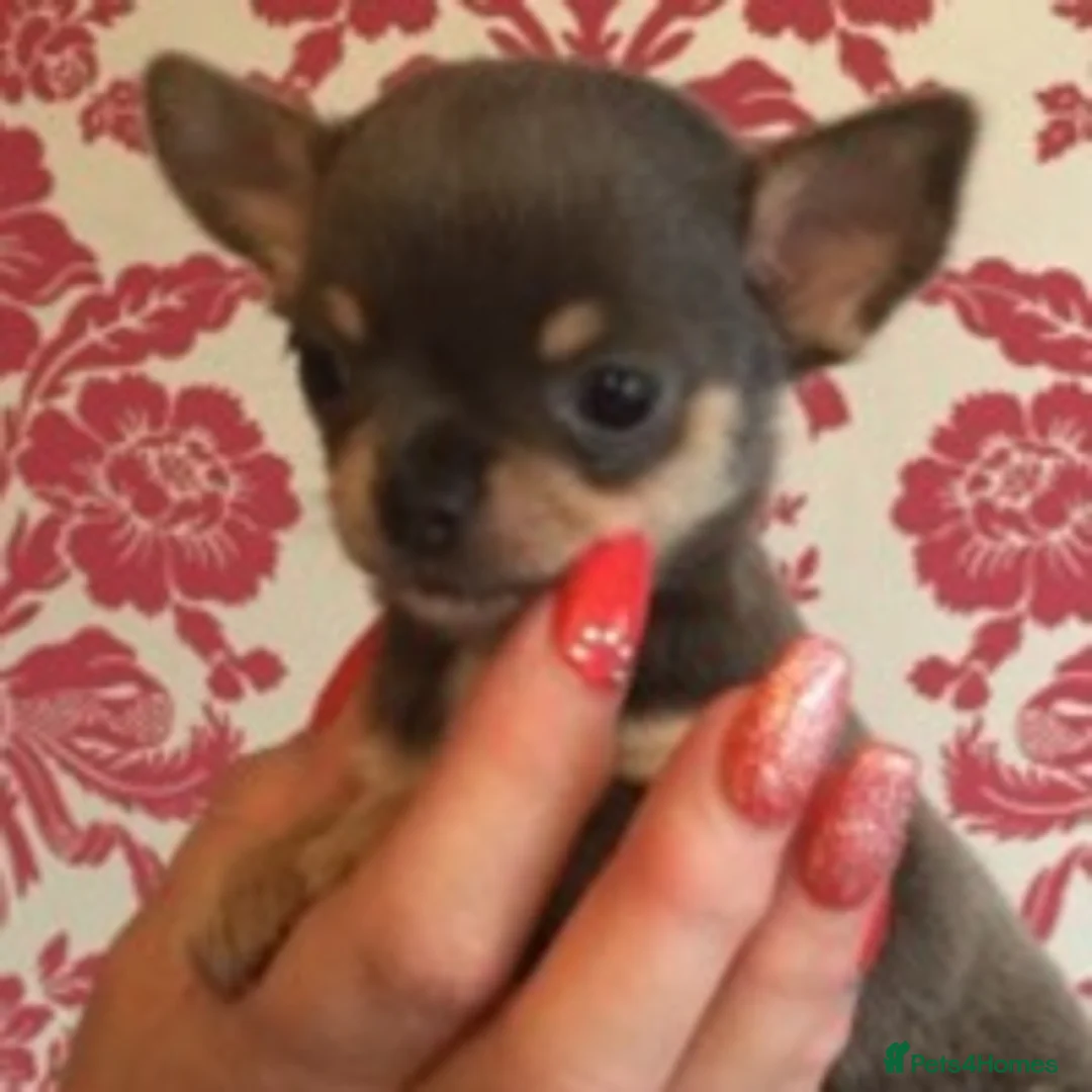 Chihuahua dogs for stud: KC STUD BOYS . STUD ONLY.  in Mansfield - Advert 8