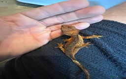 Gecko reptiles for sale: Various crested geckos and gargoyles - Image 8