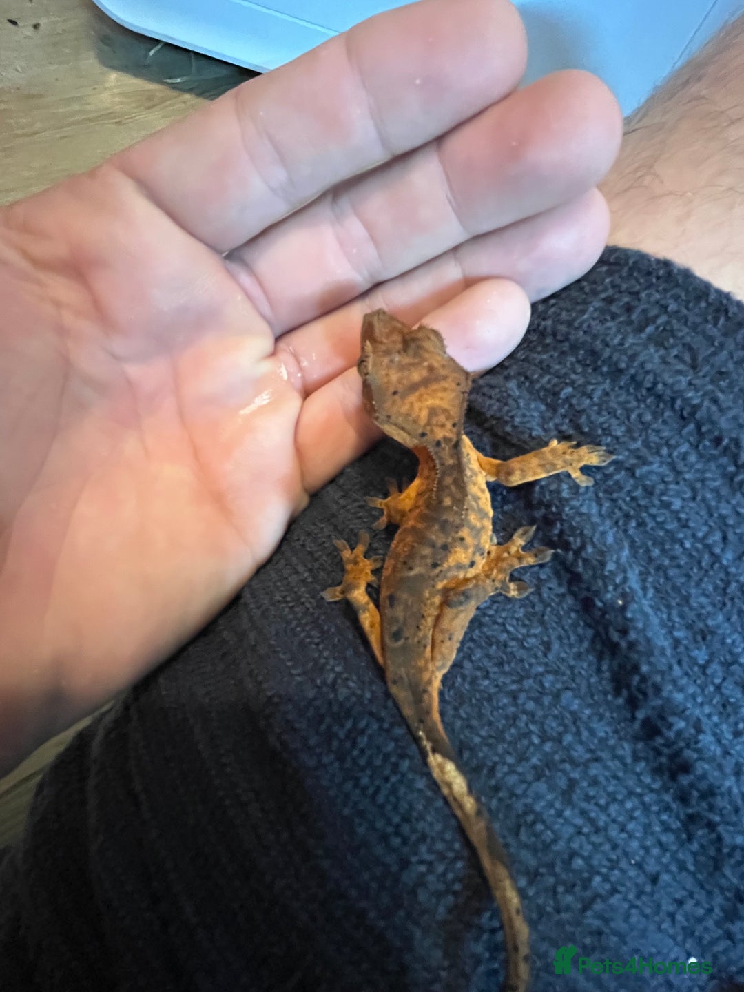 Gecko reptiles for sale: Various crested geckos and gargoyles - Image 8