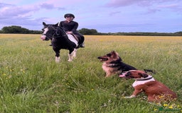 Boxer dogs for sale: Flashy red and white boxer  - Image 2