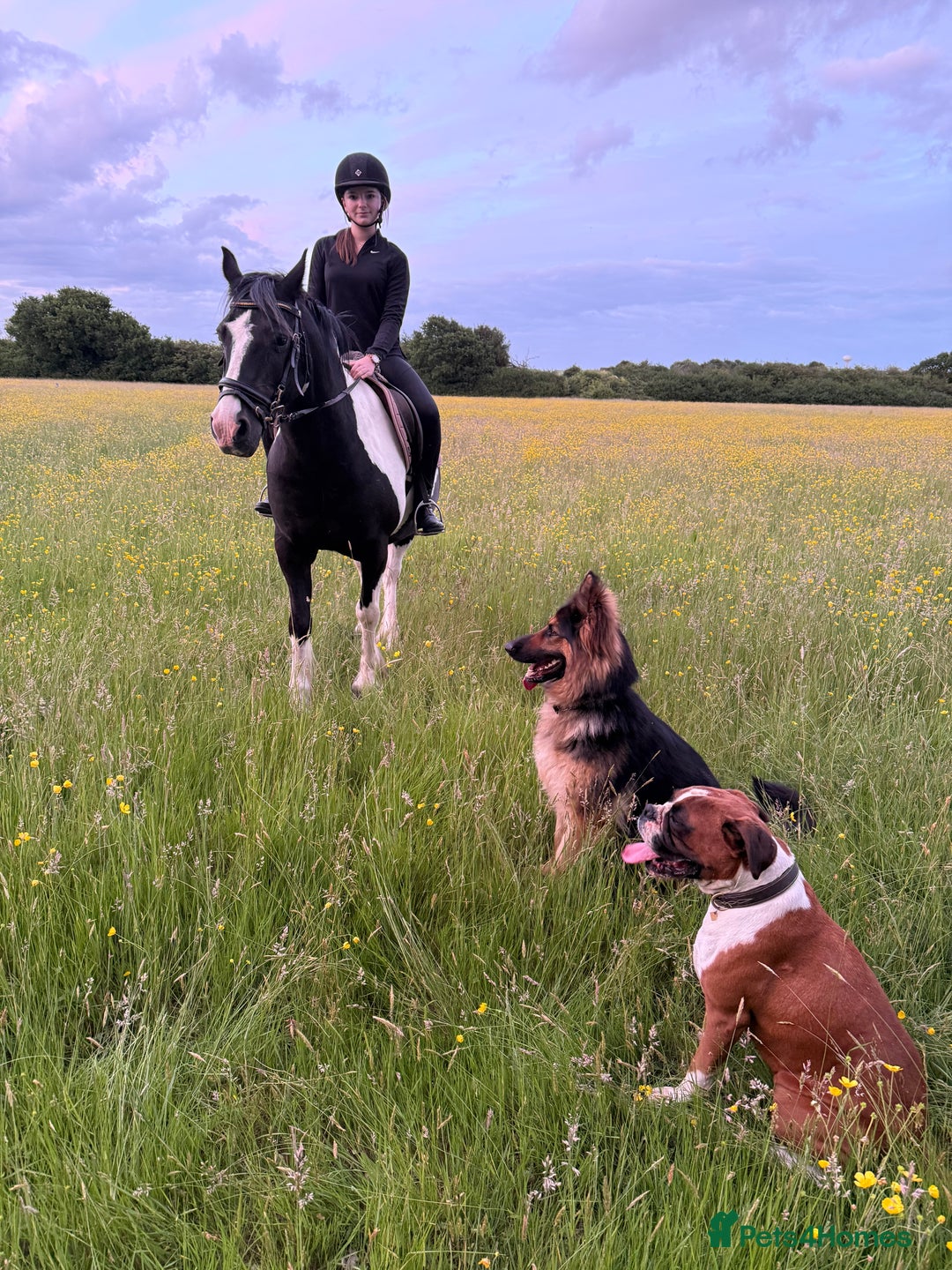 Boxer dogs for sale: Flashy red and white boxer  - Image 2