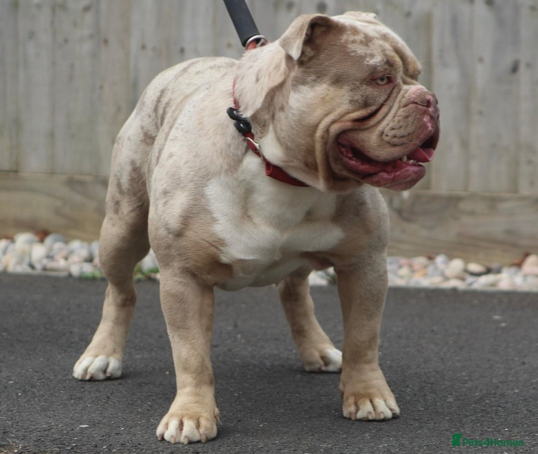 Olde English Bulldogge dogs for stud: Stud dog  in Havant - Image 3