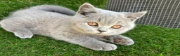 British Shorthair cats for sale: STUNNING BRITISH SHORTHAIR KITTENS GCCF REG - Advert 3