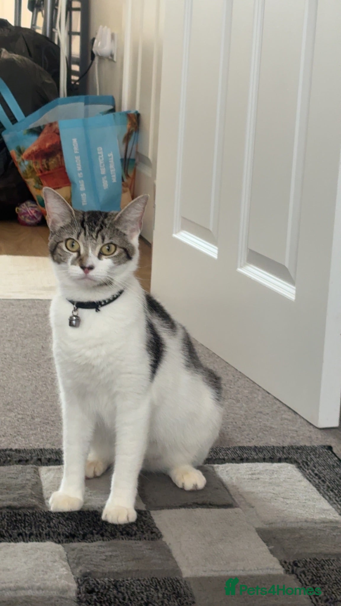 Mixed Breed cats Friendly female kitten  - Advert 1