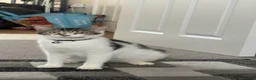 Mixed Breed cats for sale: Friendly female kitten  - Advert 1
