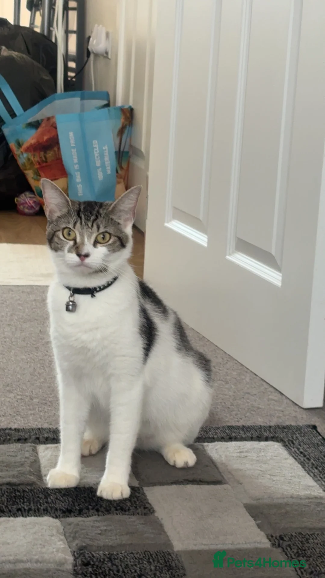 Mixed Breed cats for sale: Friendly female kitten  - Advert 1