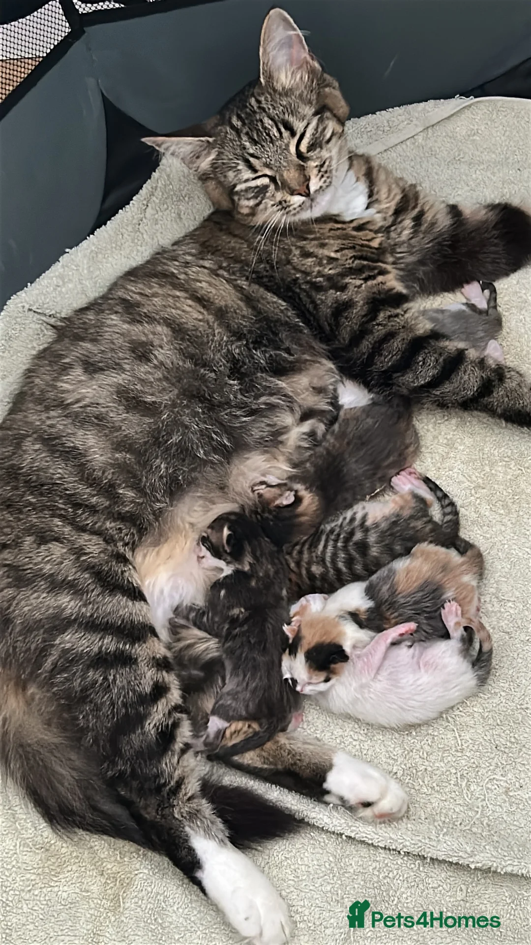 Mixed Breed cats for sale: Beautiful Kittens - Advert 2
