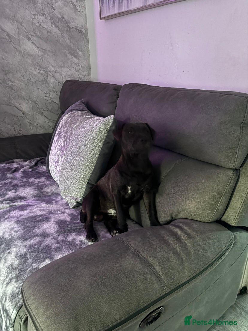 Patterdale Terrier dogs Patterdale terrier - Advert 8