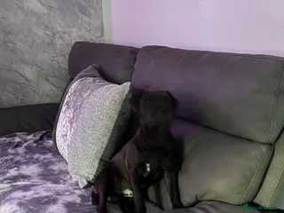 Patterdale Terrier dogs Patterdale terrier - Advert 8