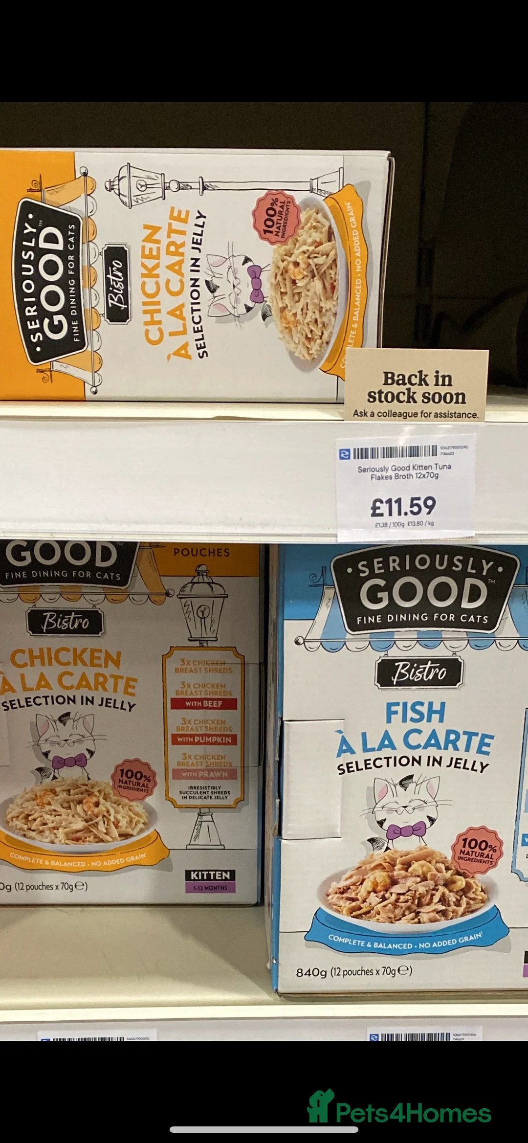 Ragdoll cats for sale: Lovely Ragdoll looking for lovely family - Advert 16