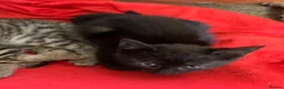 Mixed Breed cats for sale: Stunning kittens. Please make an offer - Advert 17
