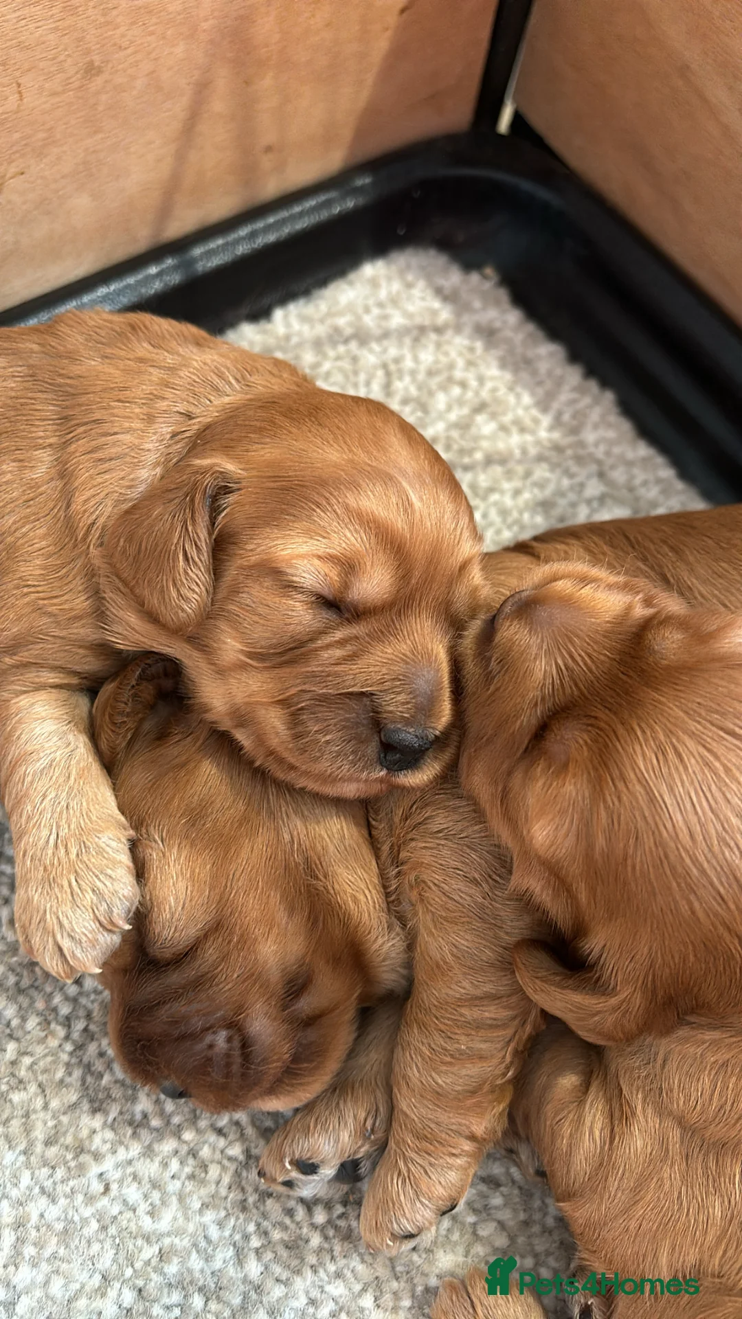 Cockapoo dogs for sale: BEAUTIFUL RED TOY COCKAPOOS! - Advert 1