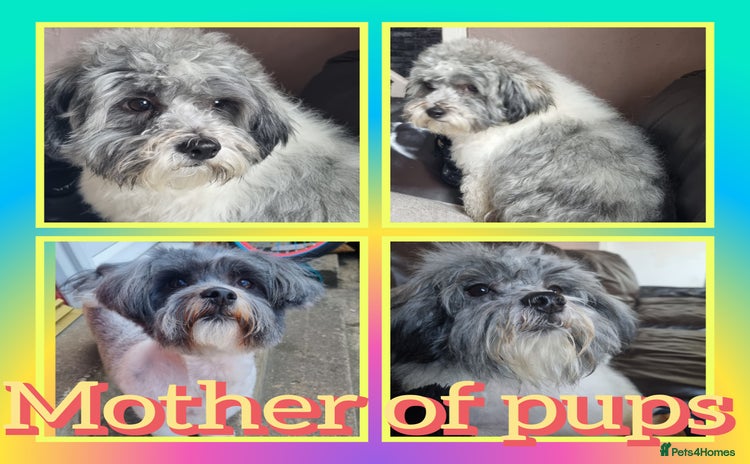 Shih Tzu dogs - Advert 6