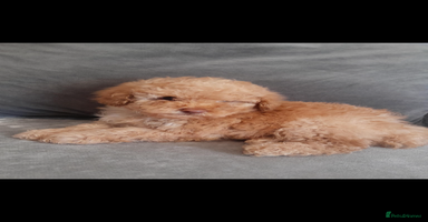 Toy Poodle dogs - Advert 1