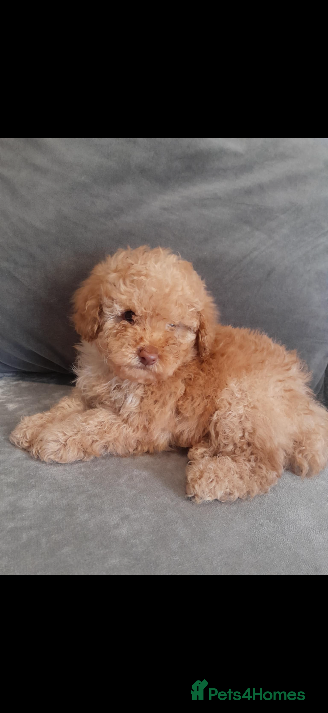 Toy Poodle dogs for sale: Kc reg Toy poodles - Image 2