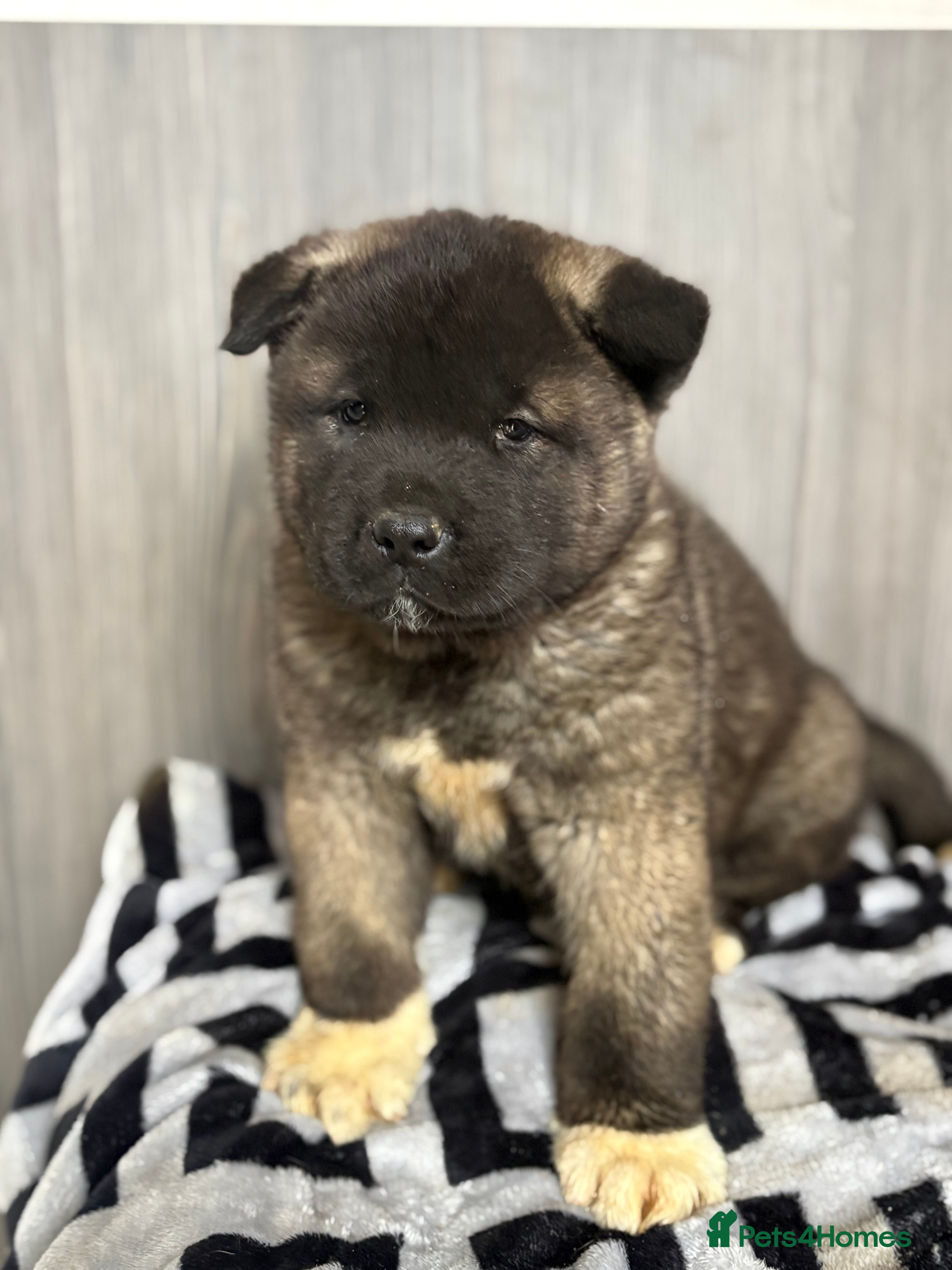 Akita dogs Beautiful KC Registered American Akita Puppies - Advert 6