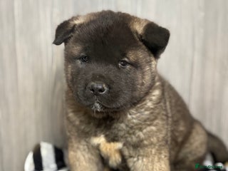Akita dogs Beautiful KC Registered American Akita Puppies - Advert 6