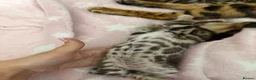 Bengal cats for sale: TIKA registered 5th Pedigree bengal kittens  - Advert 11