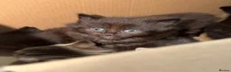British Longhair cats for sale: Beautiful litter of kittens  - Advert 8