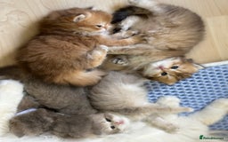 British Longhair cats for sale: Blue golden shaded of the world 🏆's offspring - Image 14