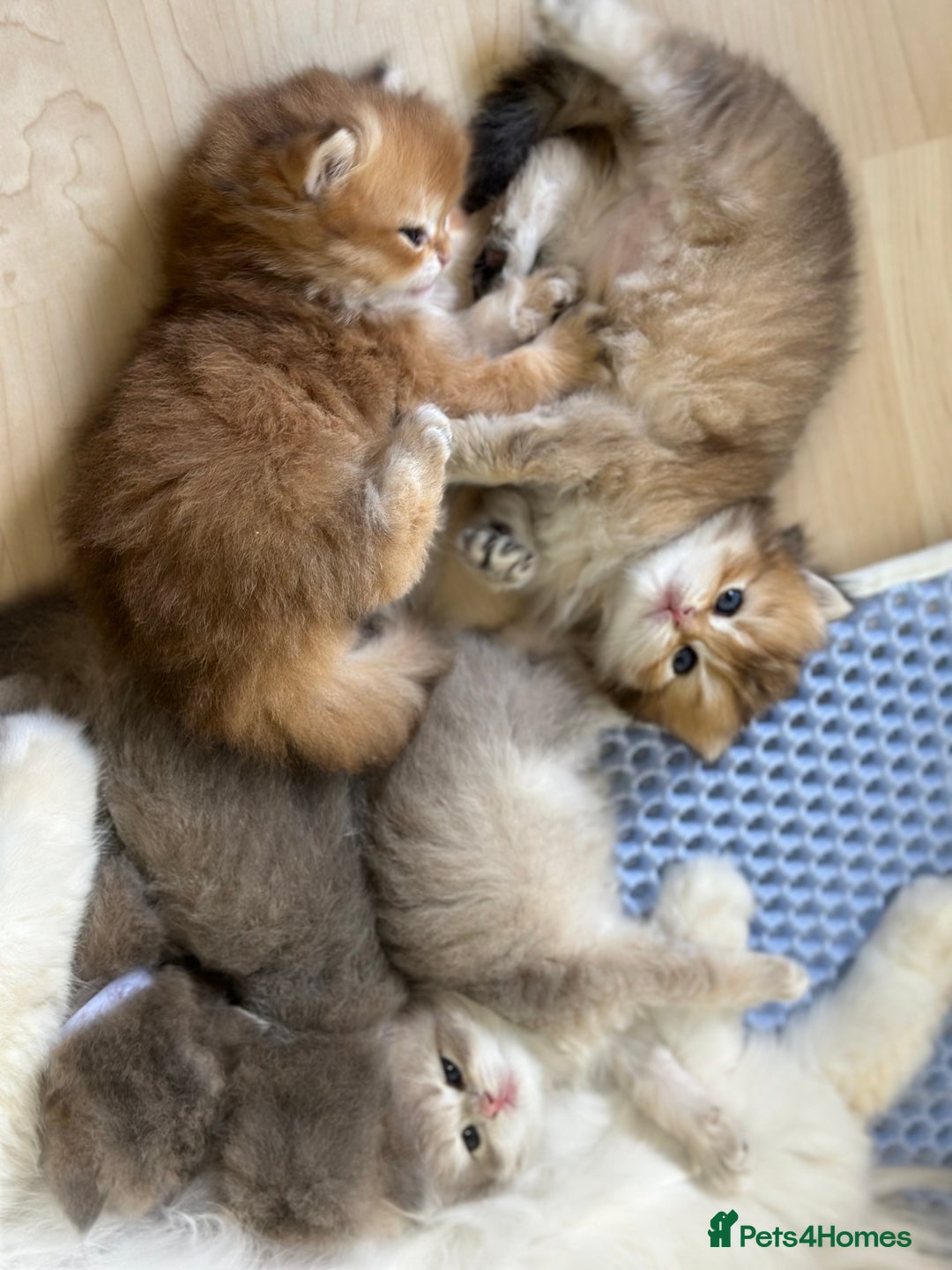 British Longhair cats for sale: Blue golden shaded of the world 🏆's offspring - Image 14
