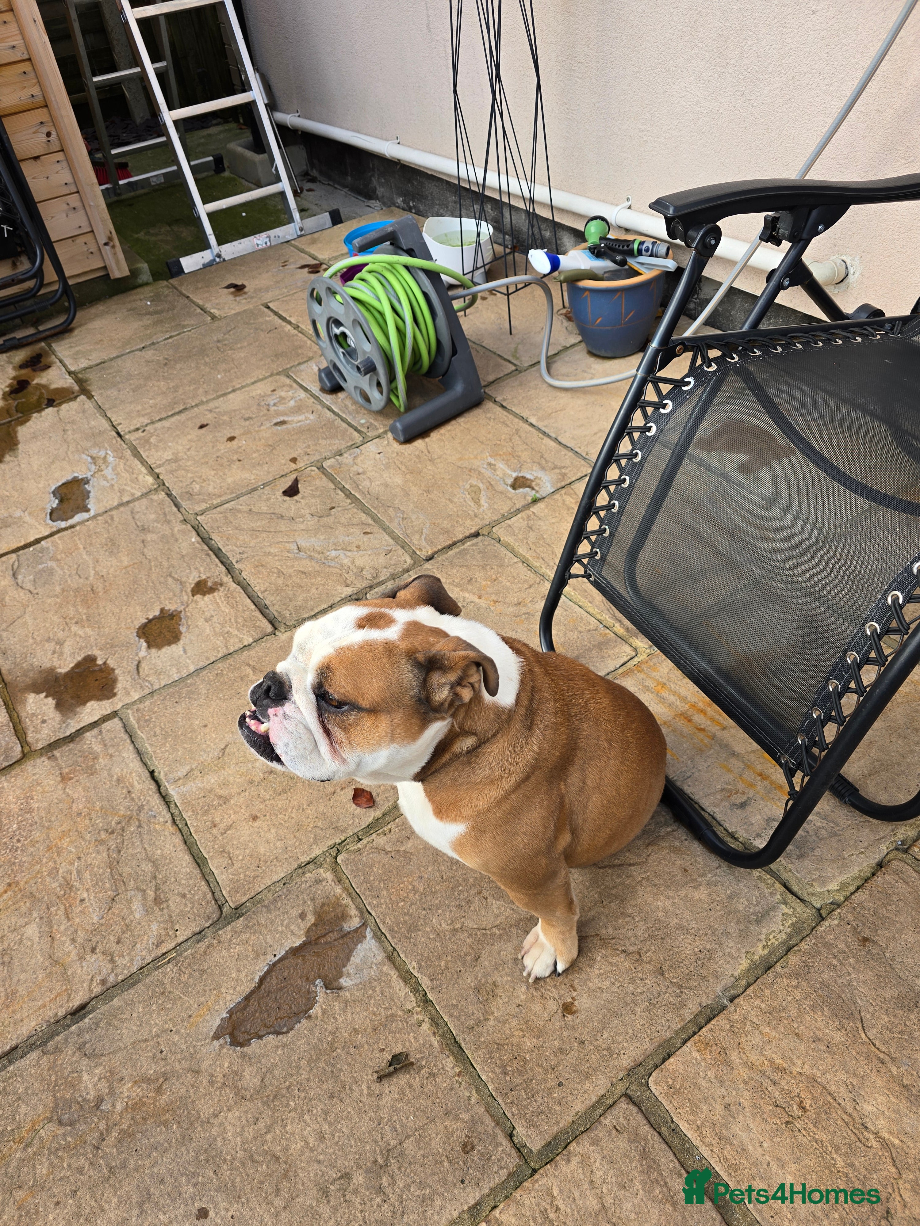 English Bulldog dogs British Bulldog KC registered  - Advert 13