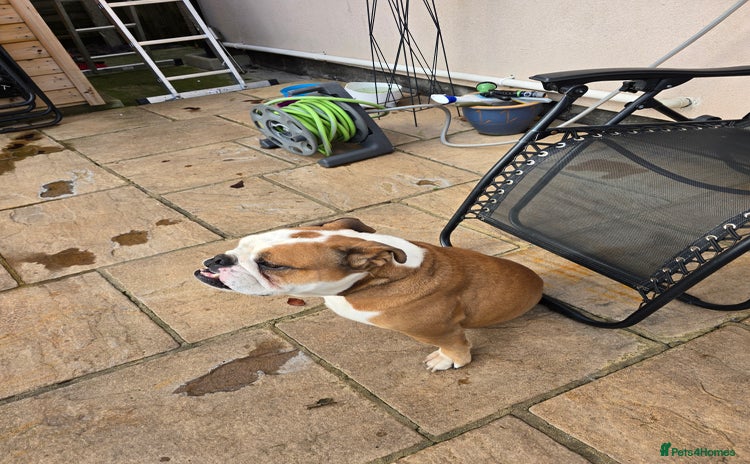 English Bulldog dogs British Bulldog KC registered  - Advert 1