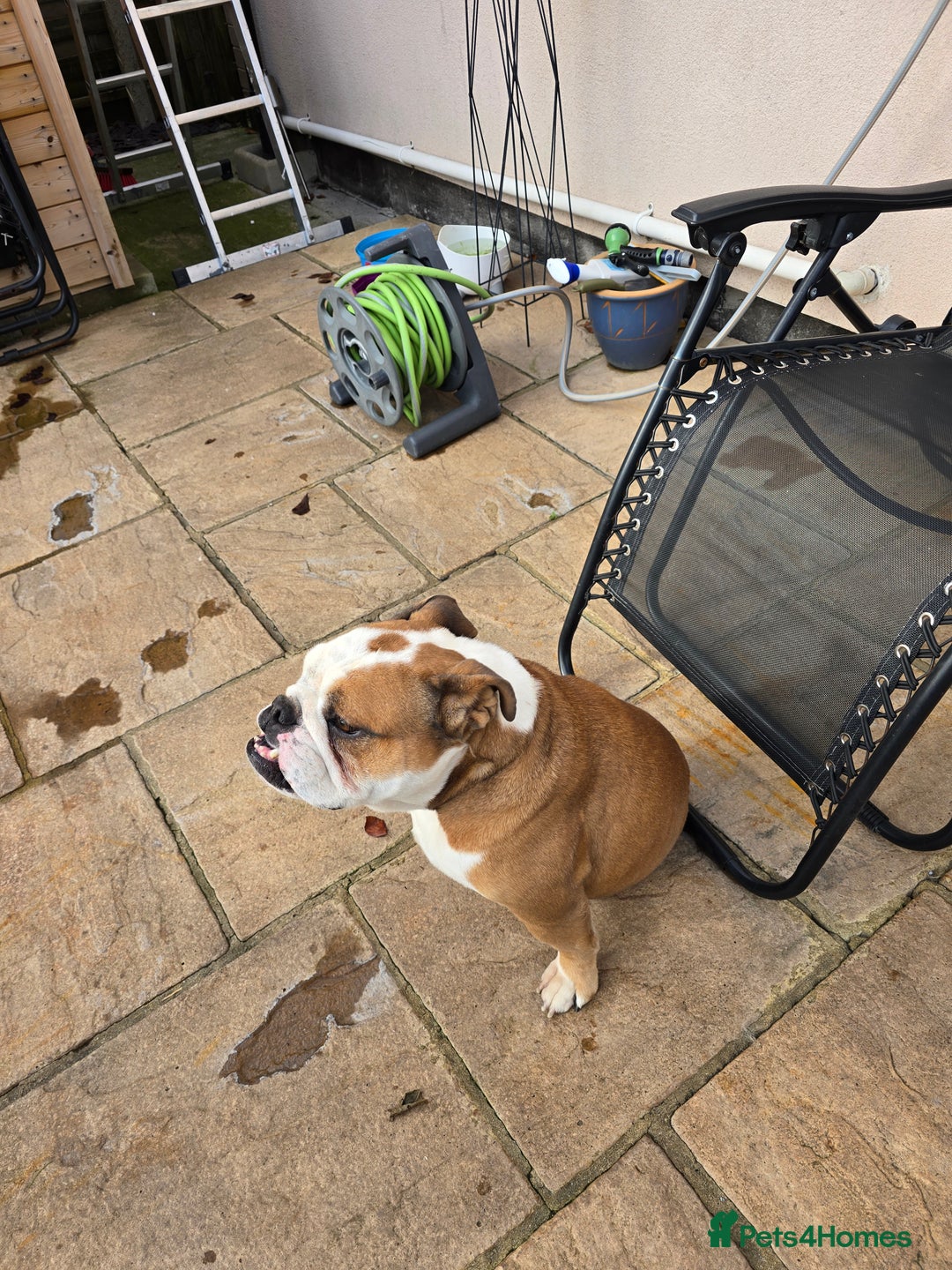 English Bulldog dogs for sale: British Bulldog KC registered  - Advert 1
