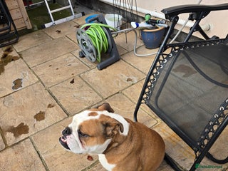 English Bulldog dogs British Bulldog KC registered - Advert 1
