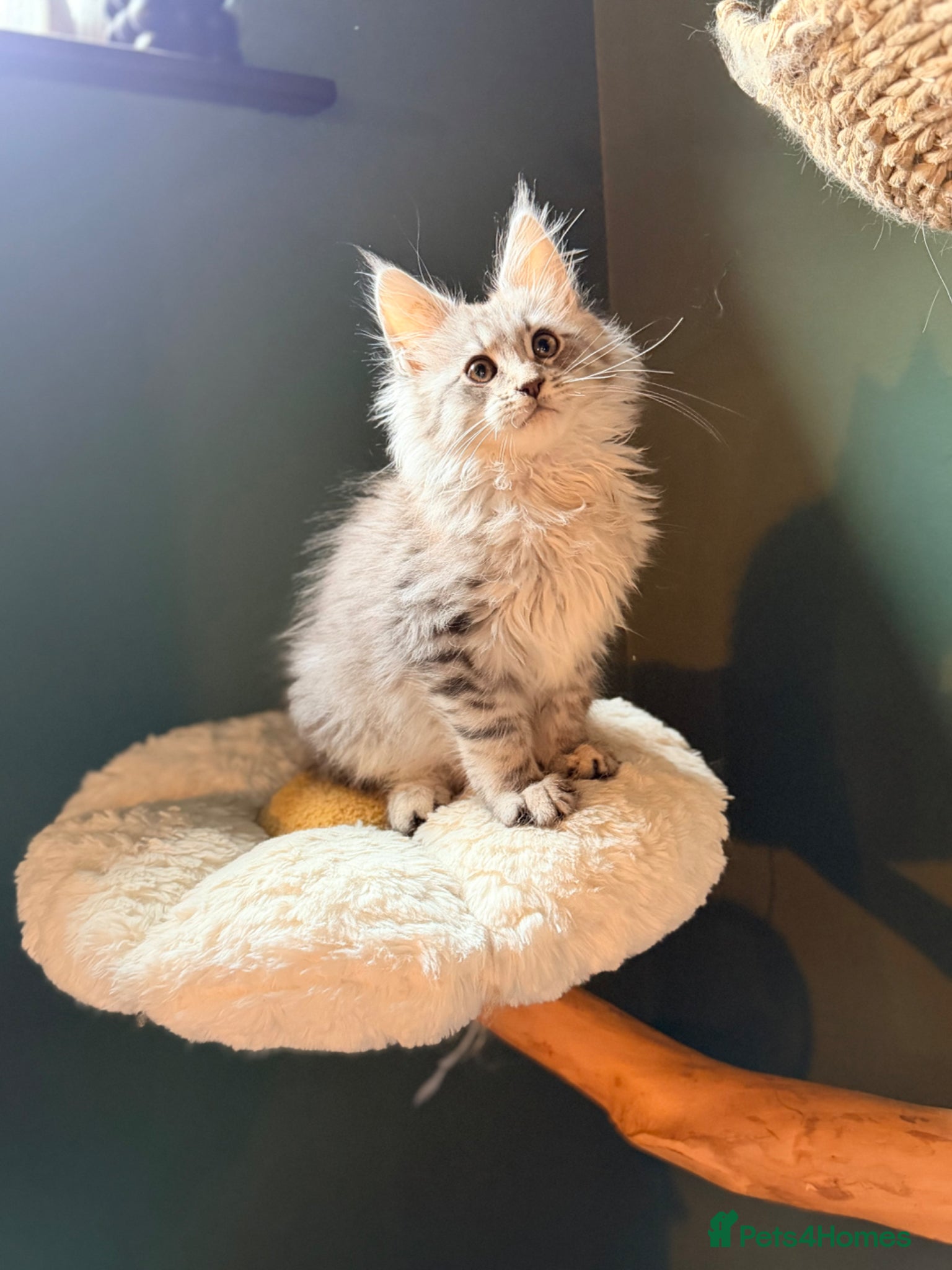 Maine Coon cats TICA registered Maine Coon kittens - Advert 1