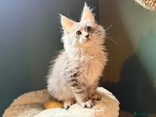 Maine Coon cats TICA registered Maine Coon kittens - Advert 1