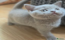 British Shorthair cats for sale: 6 Gorgeous BSH Kittens – Friendly & Playful! - Image 1