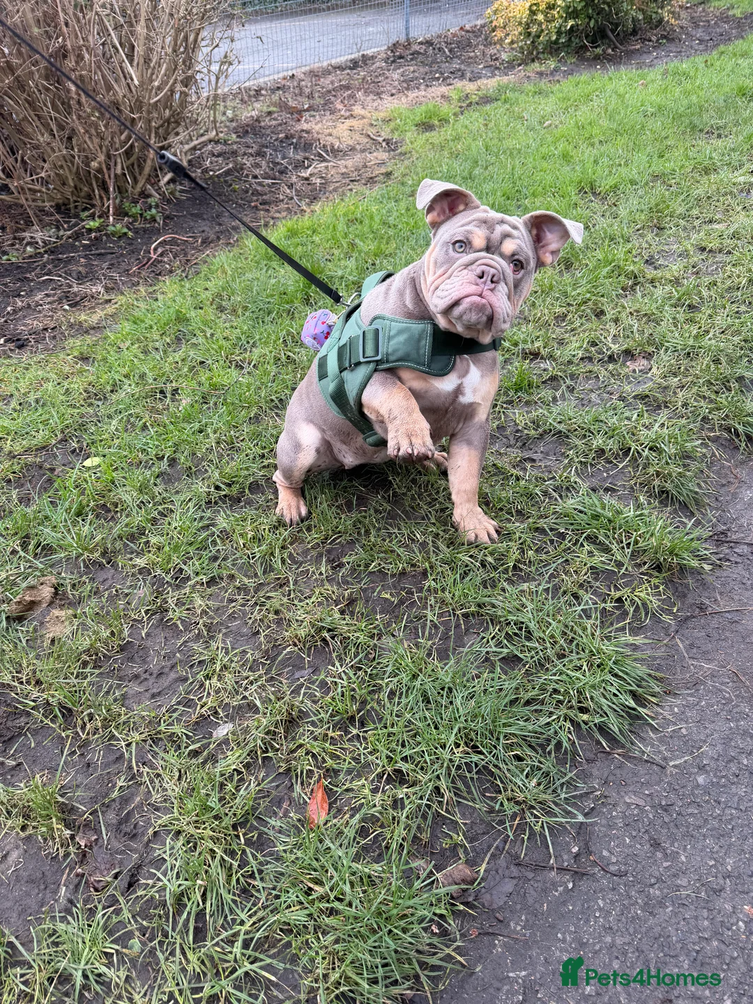 English Bulldog dogs for sale: English bulldog 6 months old  - Advert 6